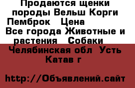 Продаются щенки породы Вельш Корги Пемброк › Цена ­ 40 000 - Все города Животные и растения » Собаки   . Челябинская обл.,Усть-Катав г.